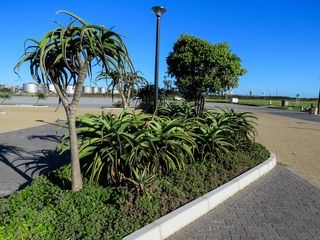 landscaping with aloes kings beach