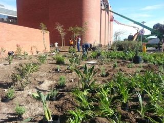 indigenous mass planting