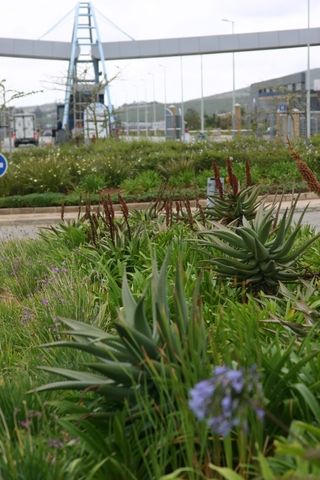 landscaping aloes and agapnthus nmblp
