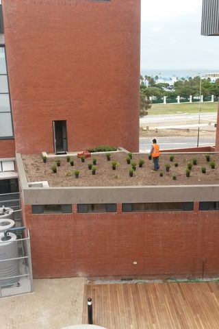 landscaping roof garden planting pe