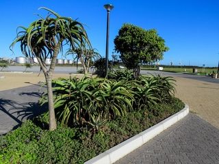landscaping with aloes kings beach